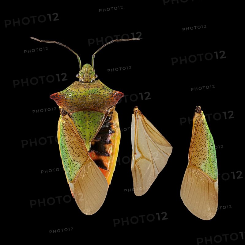 Hawthorn shield bug (Acanthosoma haemorrhoidale)