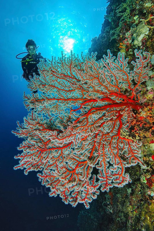 Diver looking at Sea fan (Gorgonacea)