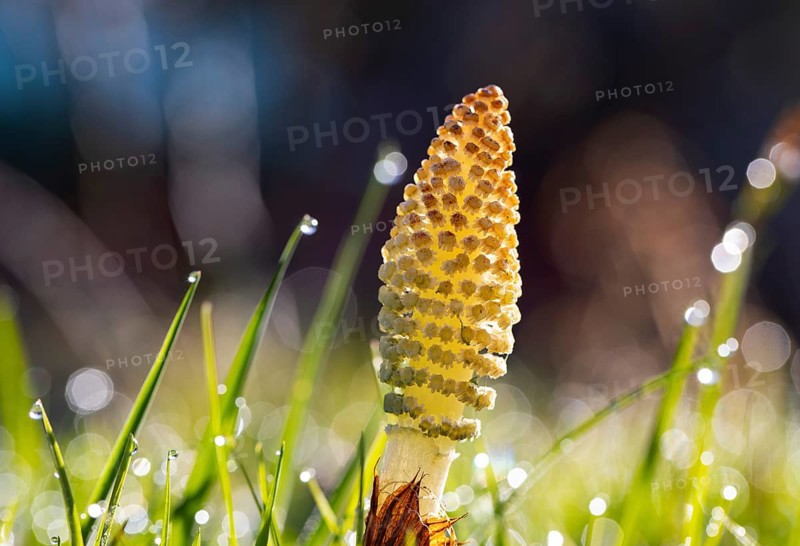 Grass blades with dewdrops and Field horsetail (Equisetum arvense)