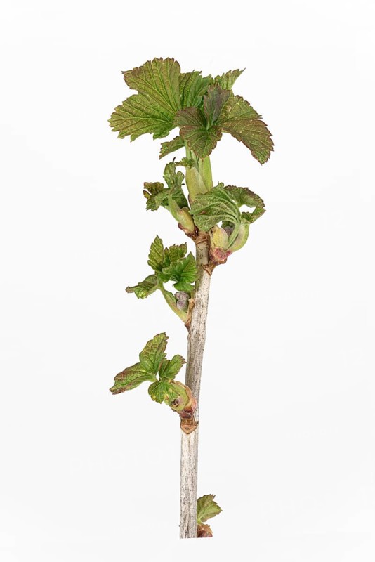 Black currant (Ribes nigrum)
