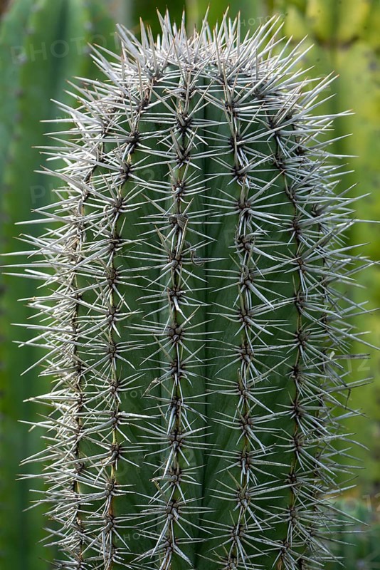 Mexican giant cardon (Pachycereus pringlei)