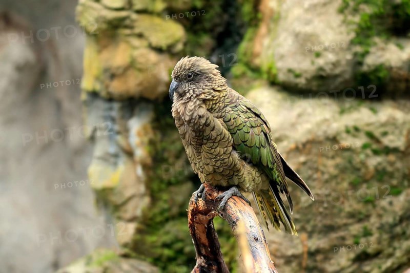 Kea (Nestor notabilis)