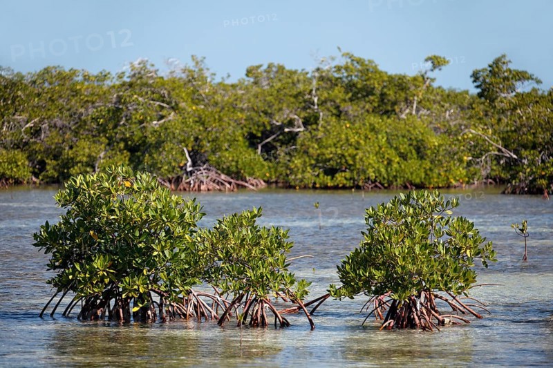 Mangroves (Rhizophora)