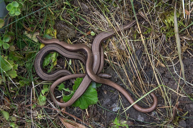 Slow worm (Anguis fragilis) Meeting of several specimens on a grassy slope