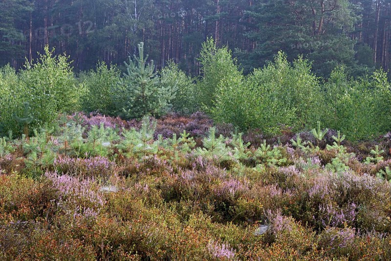 Heathland