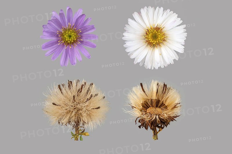 New York aster (Symphyotrichum novi-belgii)