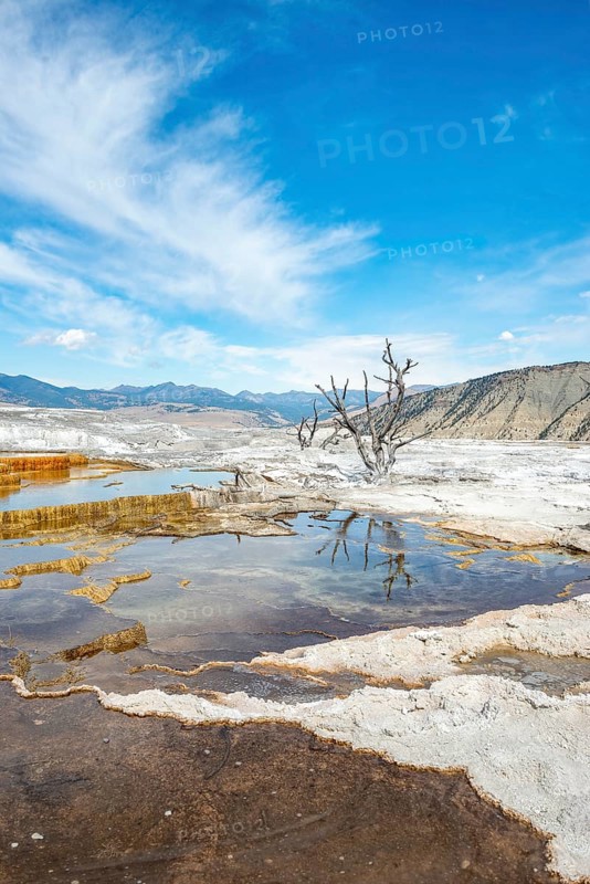 Dead trees on sinter terraces