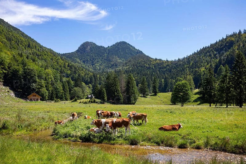 Herd of cows on the mountain pasture at Moosalm near Schwarzensee