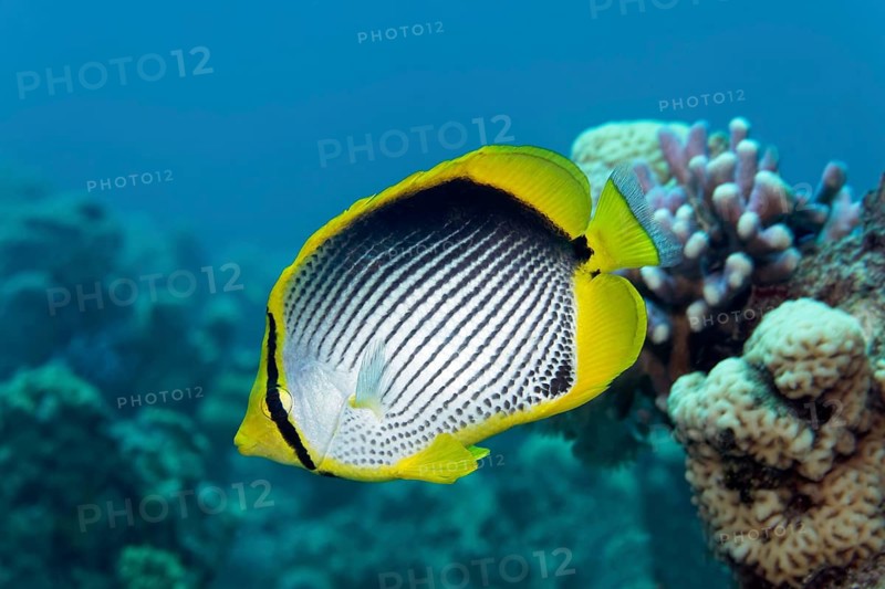 Blackback Butterflyfish (Chaetodon melannotus) swimming over coral reef