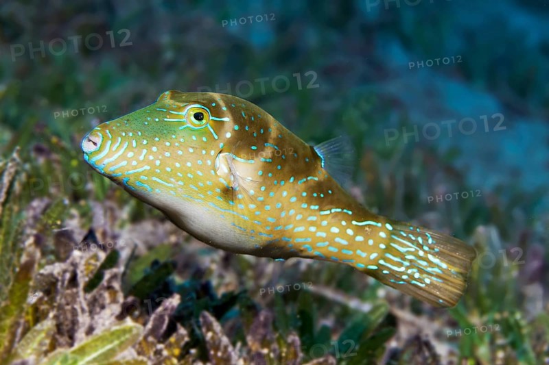 Crowned Puffer (Canthigaster coronata) swimming over seagrass meadow