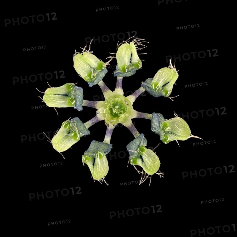 Love in a mist (Nigella damascena)