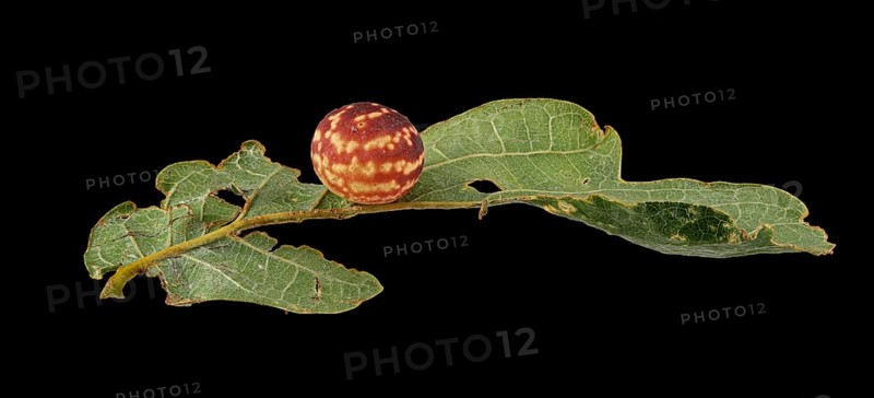 Striped oak gall wasp (Cynips longiventris)