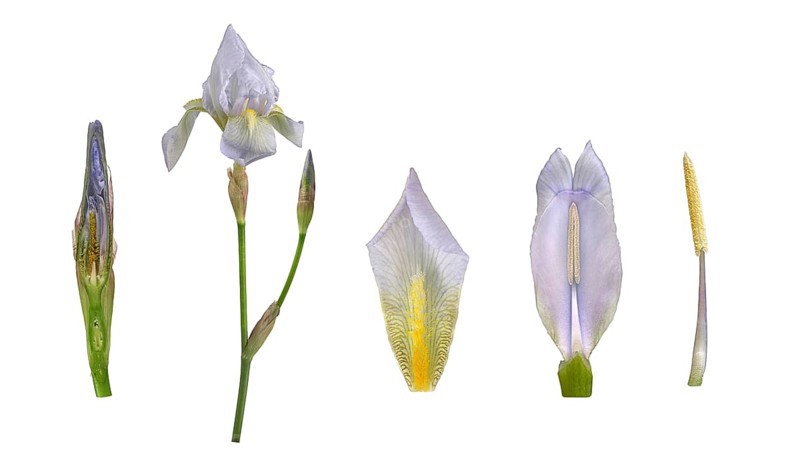 Violet root (Iris germanica 'Florentina')