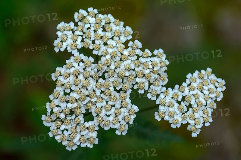 Common yarrow (Achillea millefolium)