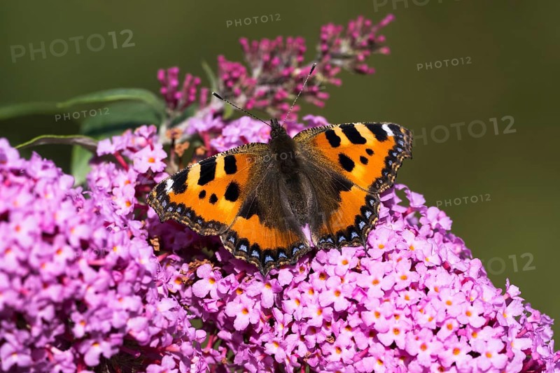 Small tortoiseshell (Aglais urticae)