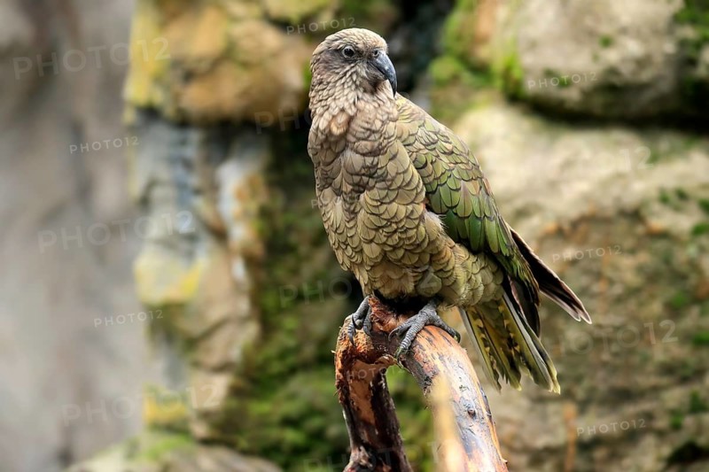 Kea (Nestor notabilis)