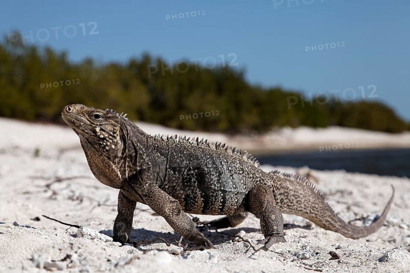 Green iguana (Iguana iguana) on the beach of Anclita
