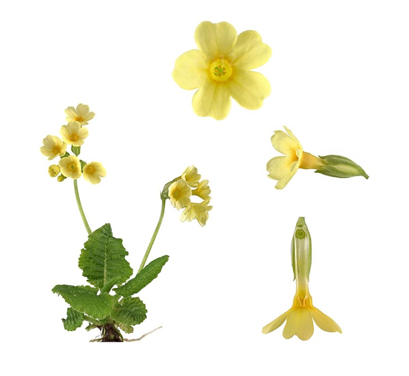 True oxlip (Primula elatior)
