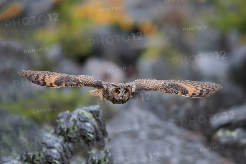 Long-eared owl (Asio otus)