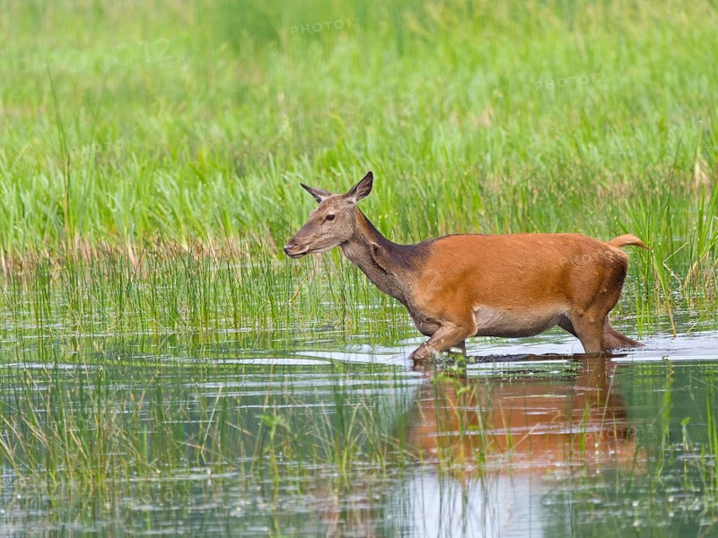 Red deer (Cervus elaphus) cow