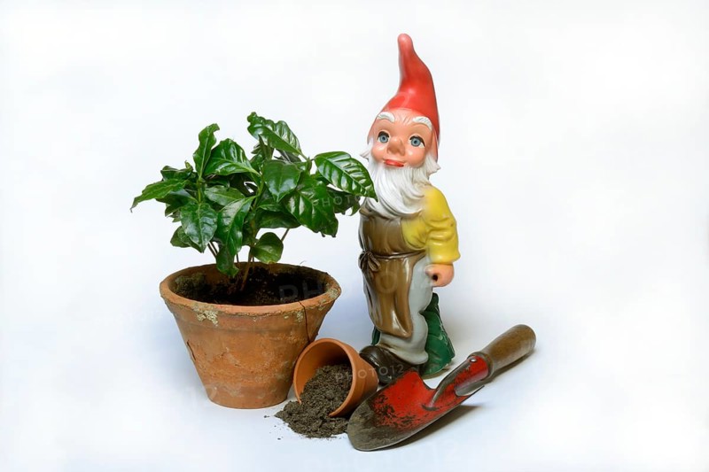 Garden gnome and clay pot with plant