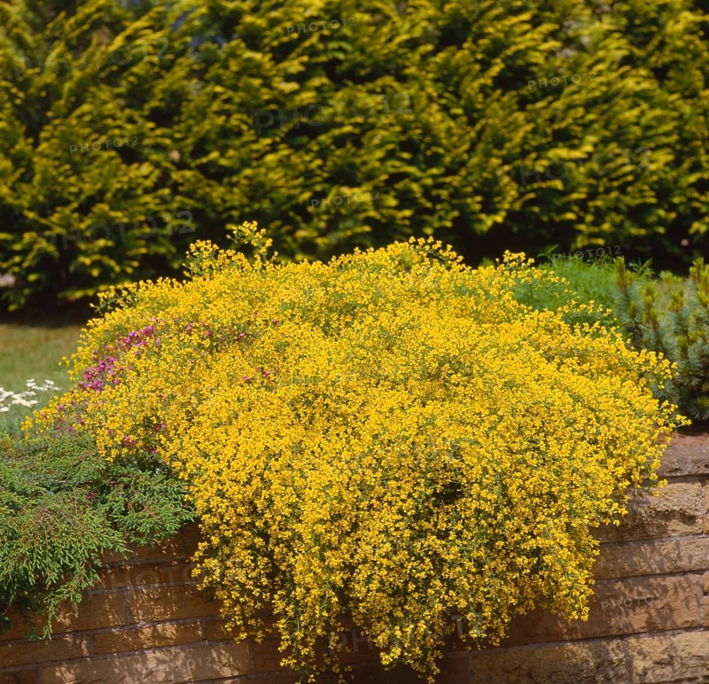 Dyer's broom (Genista tinctoria)