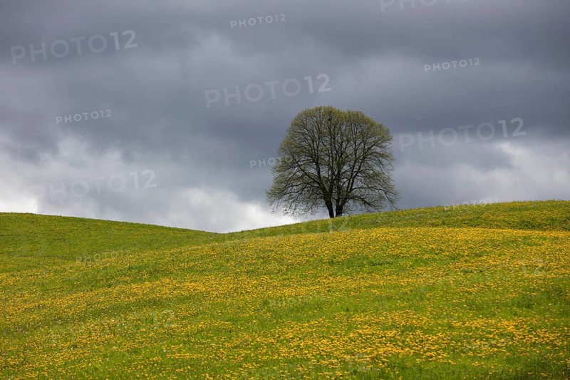 Flowering tree and meadow
