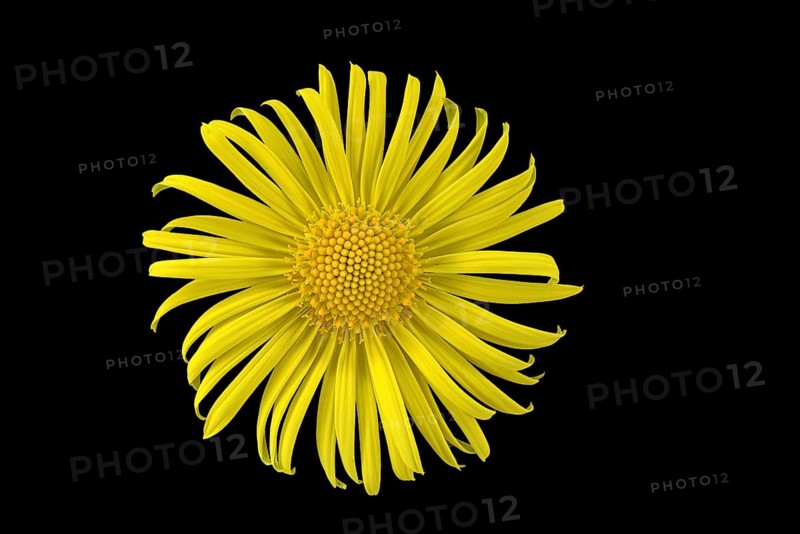 Leopard's Bane (Doronicum orientale)