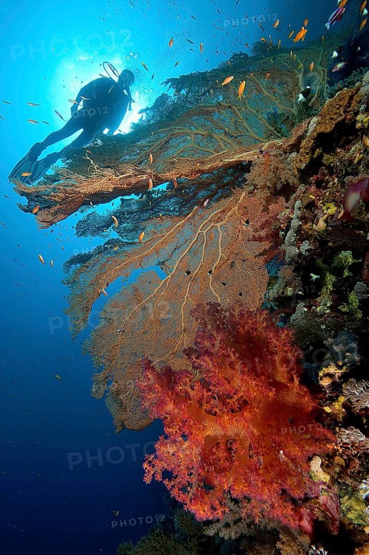 Intact coral reef with fan coral (Anella mollis) and Soft coral (Alcyonacea)