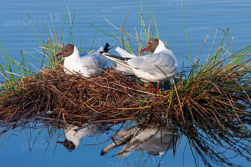 Black-headed gulls (Larus ridibundus) at the nest