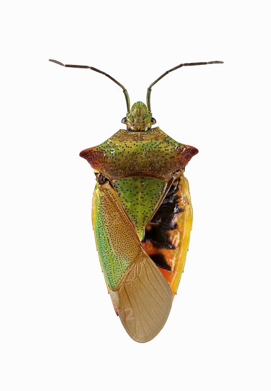 Hawthorn shield bug (Acanthosoma haemorrhoidale)