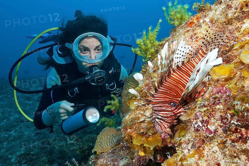 Diver looking at common lionfish (Pterois miles)