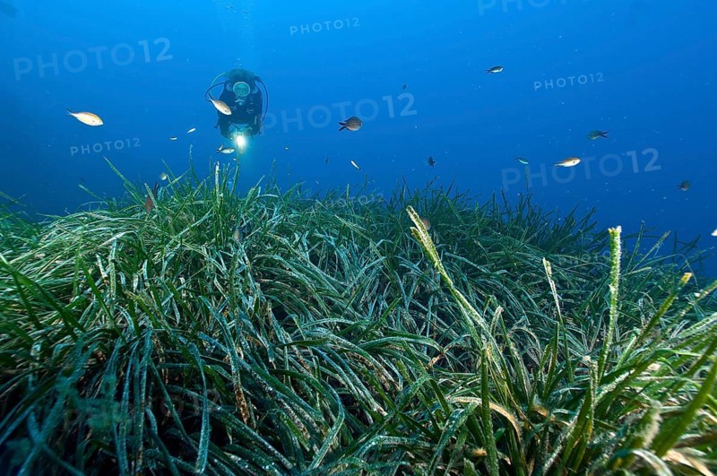 Diver looking at seagrass meadow in the Mediterranean Sea with Neptune Grass (Posidonia oceanica)