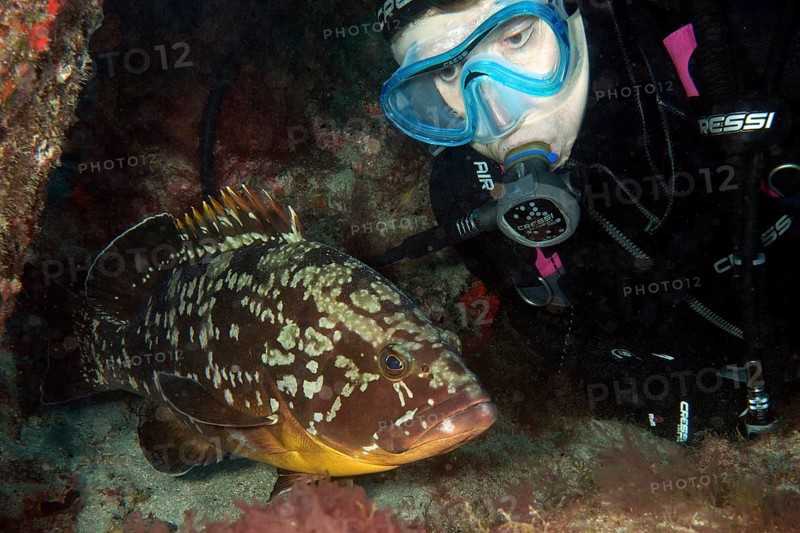 Diver looking at Dusky Grouper (Epinephelus marginatus) up close