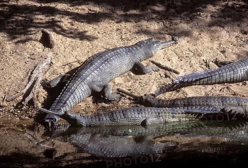 Gharial (Gavialis gangeticus) or Gavial Madras Crocodile Bank