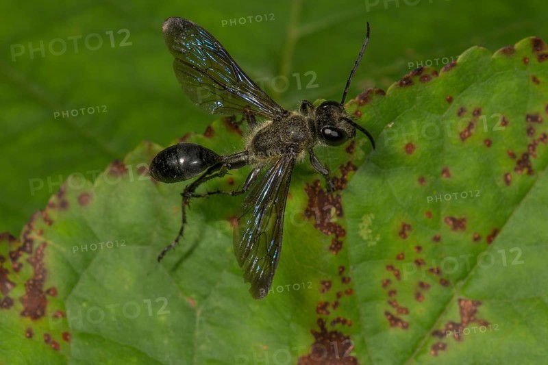 Grass carrying wasp (Isodontia mexicana) on a leaf