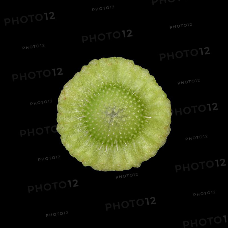 Pasque flower (Pulsatilla vulgaris)