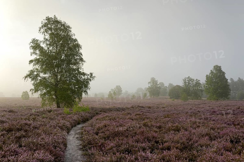 Heathland