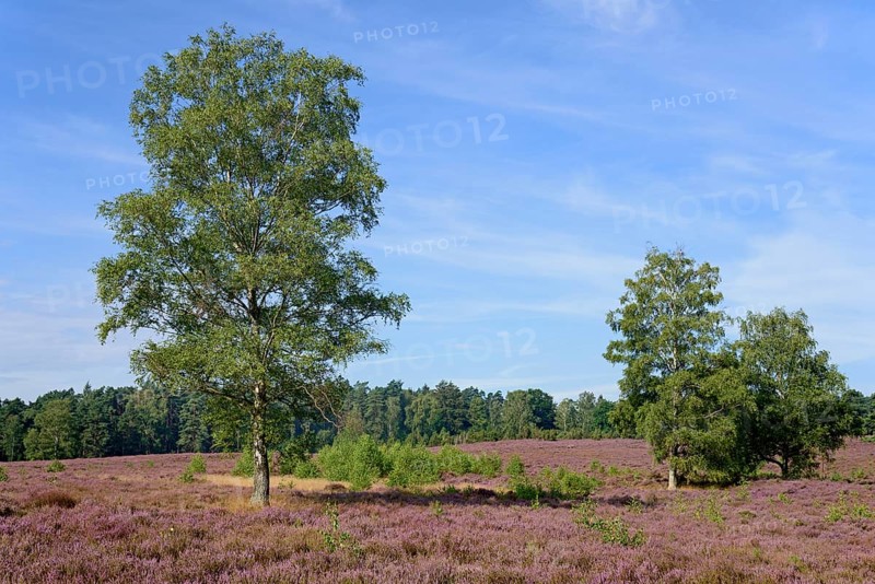 Heathland
