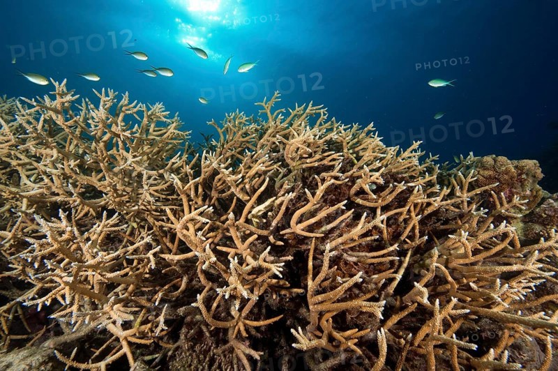 Dense branches of staghorn coral (Acropora cervicornis)