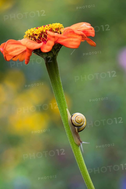 Snail (Cepaea) on stem of Zinnia (Zinnia elegans)