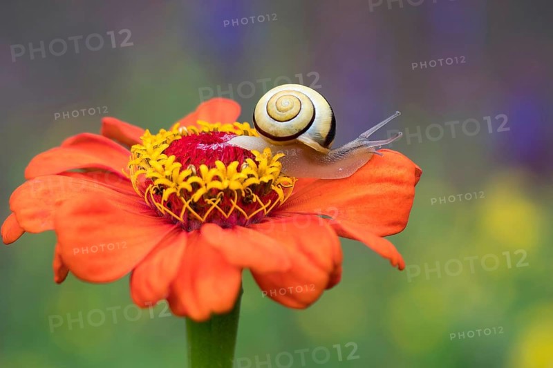 Snail (Cepaea) on flower of Zinnia (Zinnia elegans)
