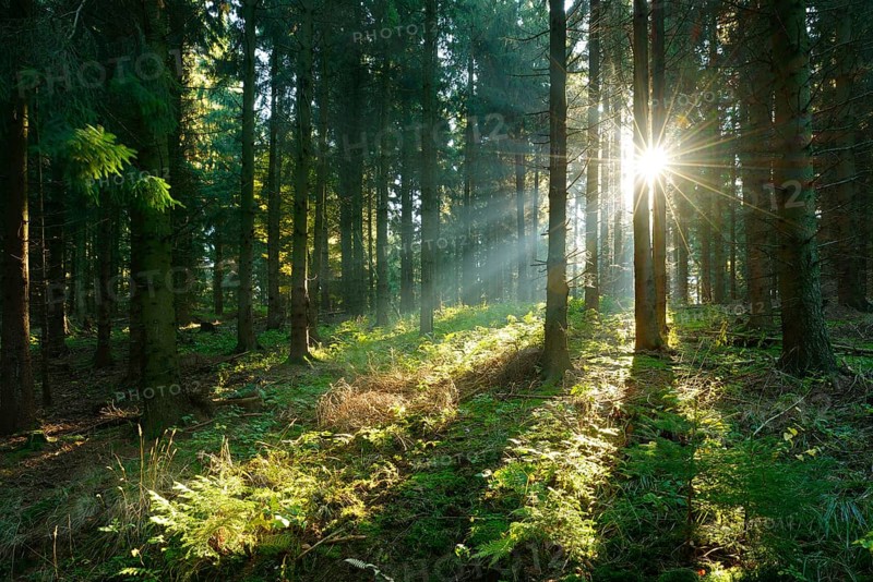 Spruce forest flooded with light