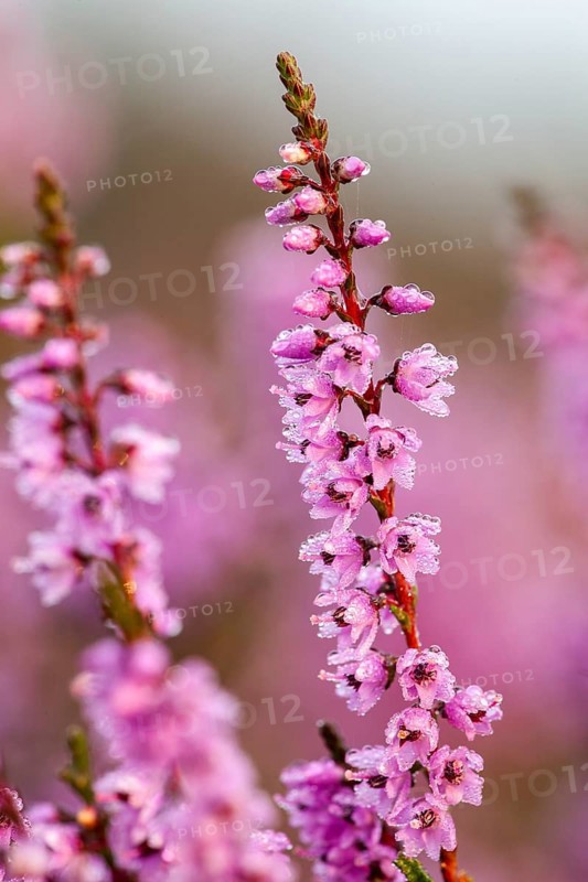 Flowering broom Common Heather (Calluna vulgaris)