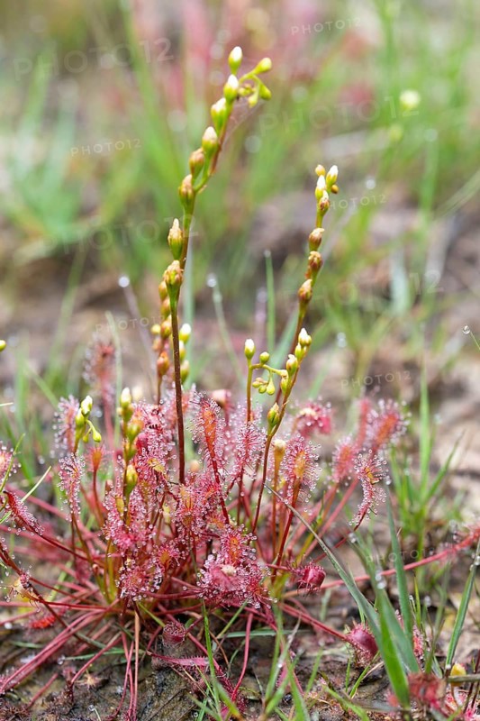 English sundew (Drosera anglica) (Syn.: Drosera longifolia)