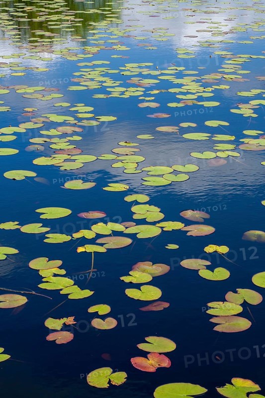 Pond rose leaves