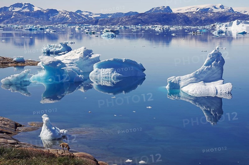 Sledge dog in front of icebergs reflected in the quiet fjord