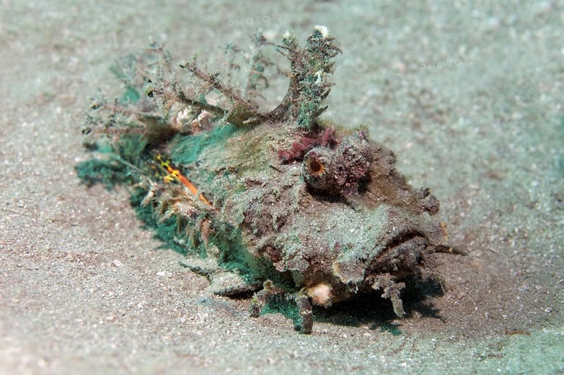 Filament-Finned Stinger (Inimicus filamentosus)