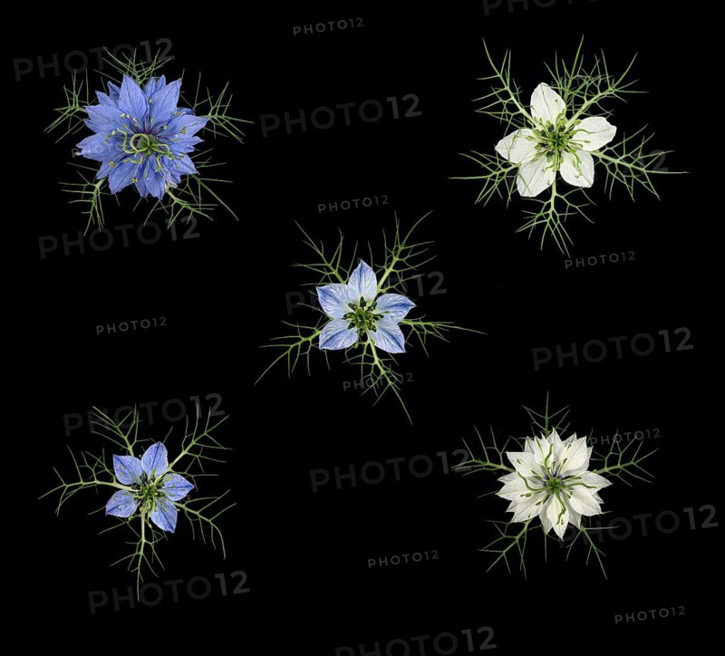 Love in a mist (Nigella damascena)