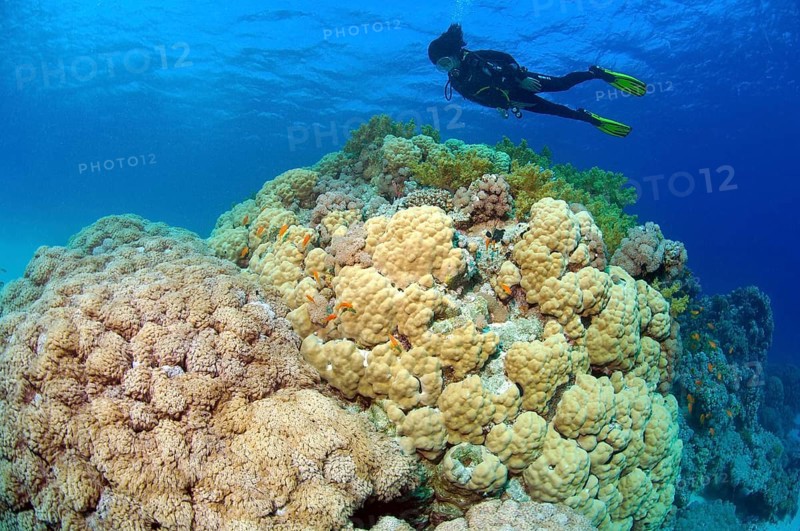 Diver looking at coral block with giant anthelia (Anthelia glauca) on the left